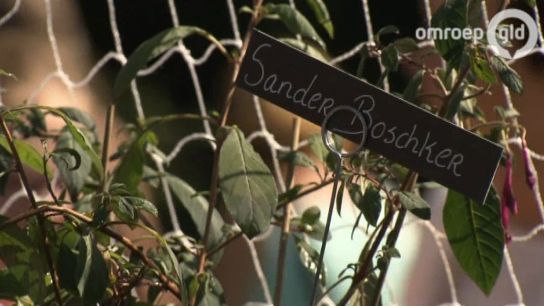 Sander Boschker uit Lichtenvoorde heeft zondag een eigen fuchsia gekregen. Er is een plant in het Openluchtmuseum in Ootmarsum naar hem vernoemd, zo schrijft RTV Oost.
