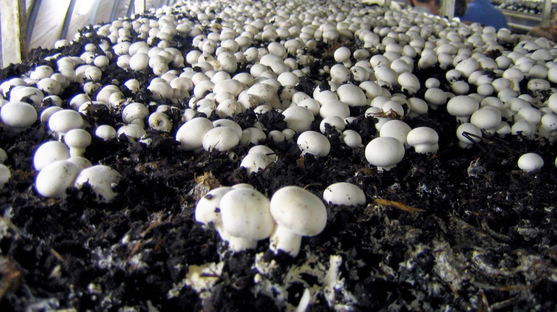 Teelt van champignons op champost, oftewel champignonmest