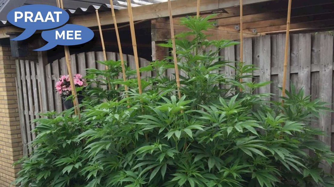 Praat mee: Medicinaal gebruik of niet, de twee wietplanten in Hasselt moeten weg