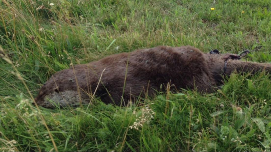 een dood ottervrouwtje betekent meestal dat ook de jongen doodgaan