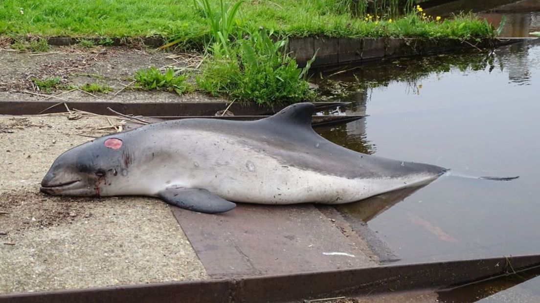 De dode bruinvis op de boothelling in de haven van Elburg.