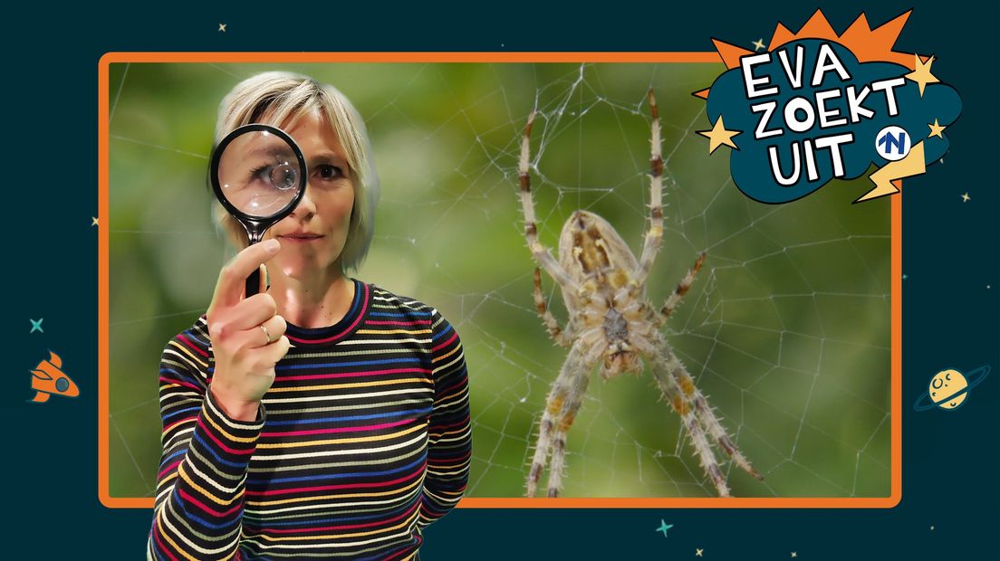 Eva discovers: why doesn’t a spider stick to its own web?