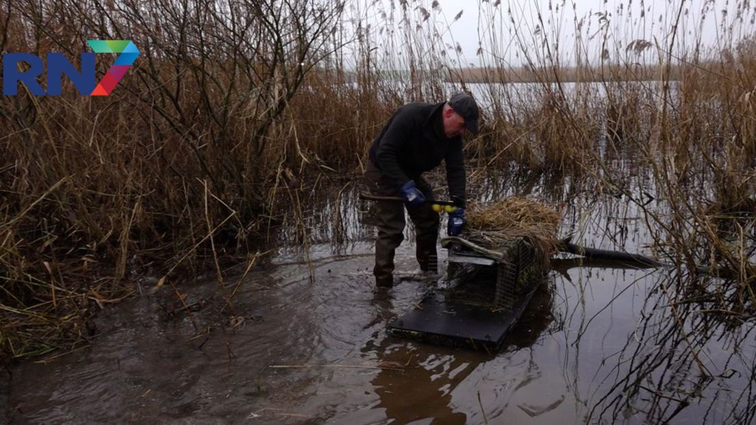 Nico Evers is de kooi weer klaar aan het maken om muskusratten en beverratten te vangen.