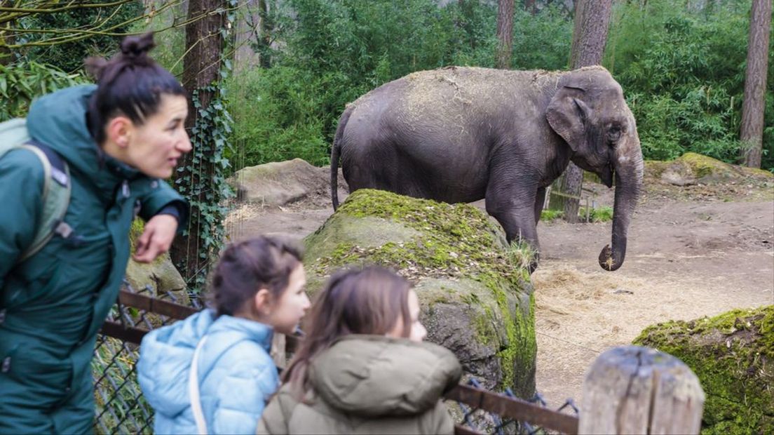 Burgers' Zoo profiteert nog van eerdere energieinkoop
