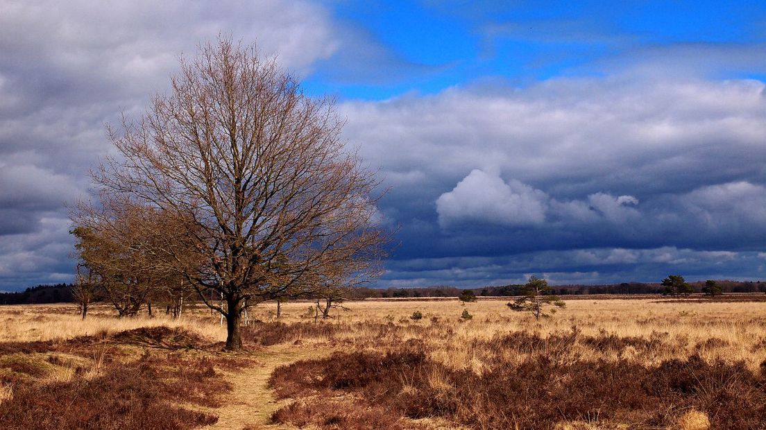 In het Doldersummerveld leven veel verschillende soorten planten en dieren (Rechten: Free Nature Images/Hans Dekker)