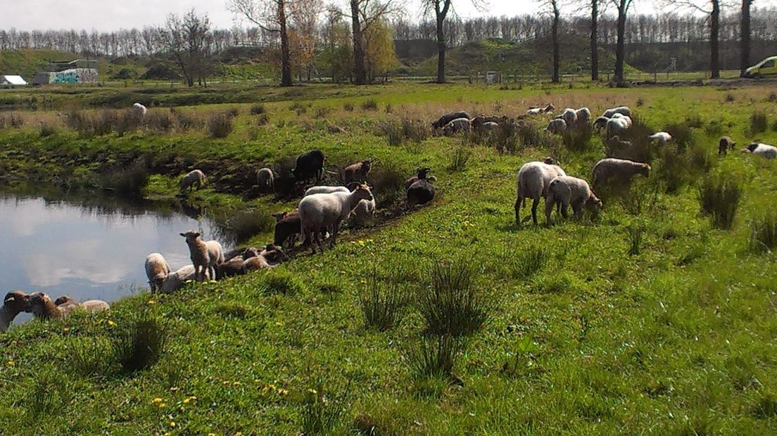 Welke schaapherder loopt hier over een tijdje bij?