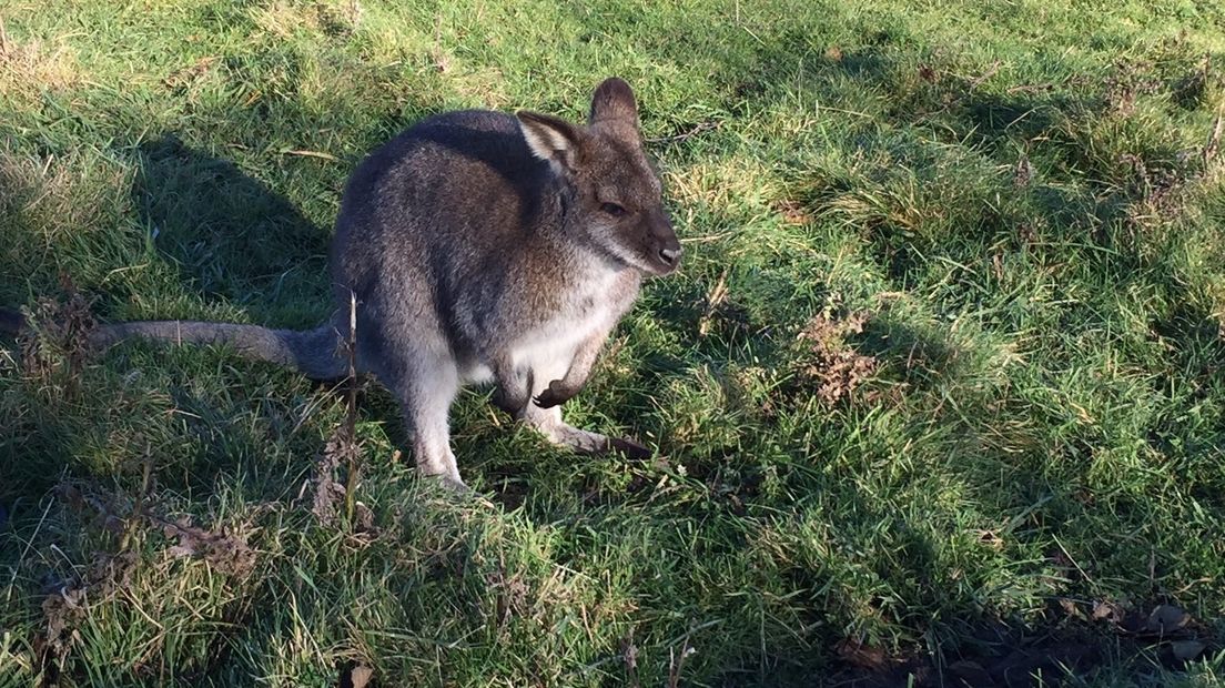 Wallaby Brammetje is weer gevonden (video)