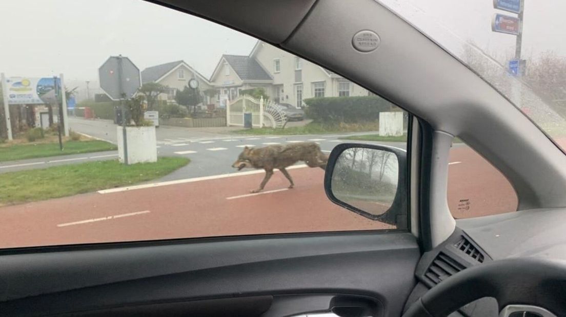 Vlaamse wolvenkenner weet vrijwel zeker dat wolf in Antwerpen 'onze' wolf is - Omroep Zeeland