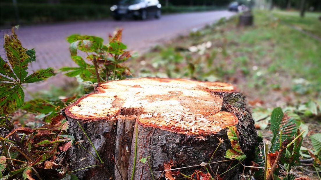 Bomenkap Scheveningseweg