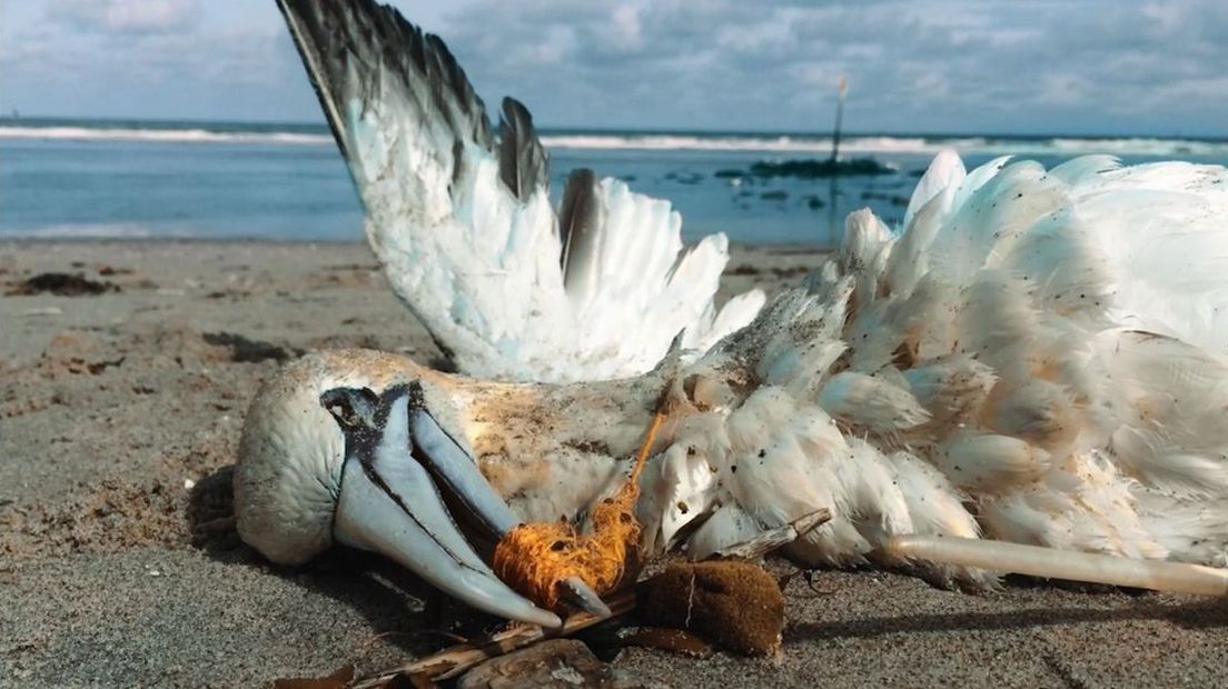 Een dode vogel door plastic vervuiling.