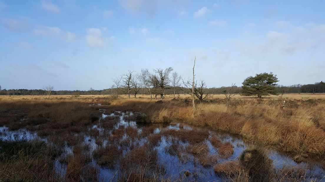 Het Witteveen ligt in het Dwingelderveld (Rechten: RTV Drenthe/Marike Goossens)