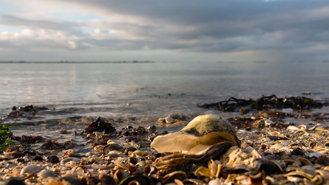Een Oester bij Ouwerkerk