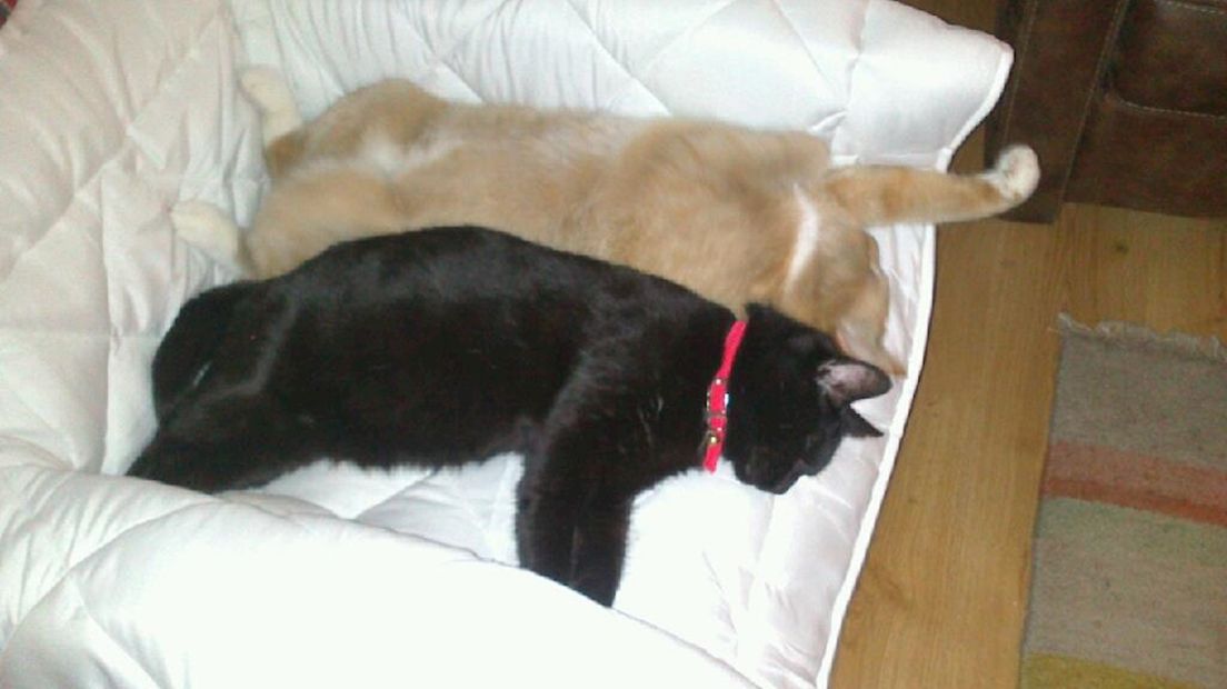 Kat Milo (zwart) met andere kat