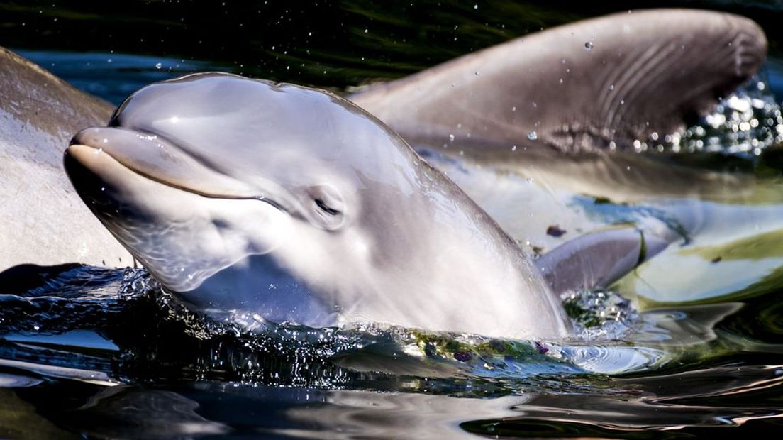 Een pasgeboren dolfijntje met haar moeder in het Dolfinarium.