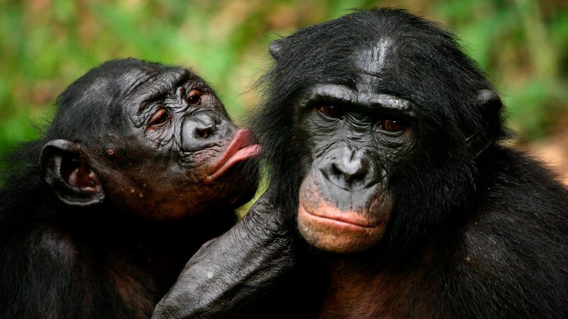 Bonobo's in Kinshasa.