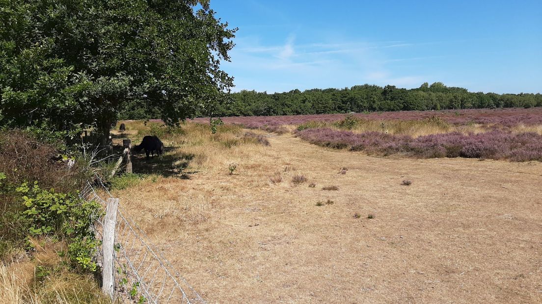 Bloeiende heide bij Burgh-Haamstede