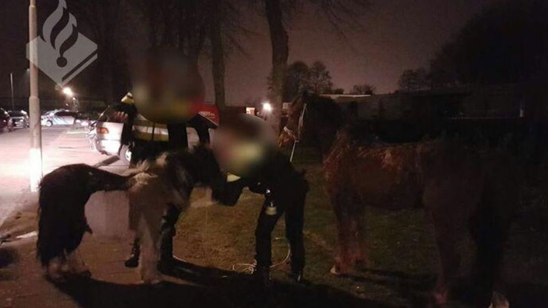 De pony en Shetlander zijn ondergebracht (Rechten: Politie Zuidoost-Drenthe)