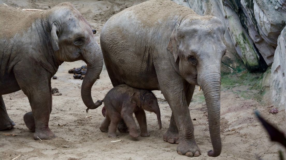 Het pasgeboren olifantje Manoa bij zijn moeder