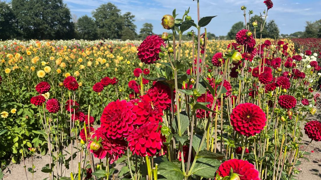 Dahlia's Eelde