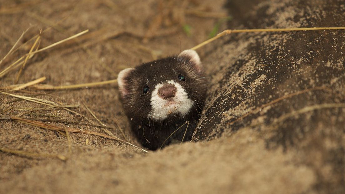 Een bunzing jaagt vooral 's nachts (Rechten: Free Nature Images)