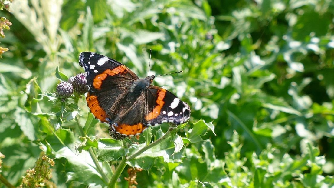 Atalanta vlinder