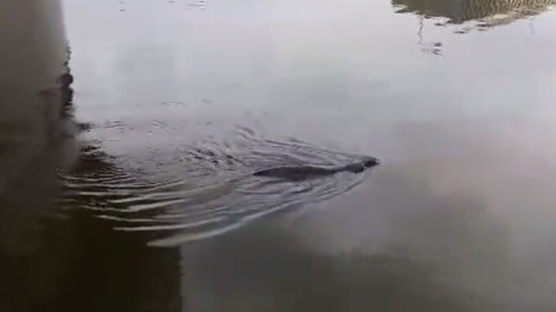 Opnieuw zeehond in Middelburgse grachten (video)