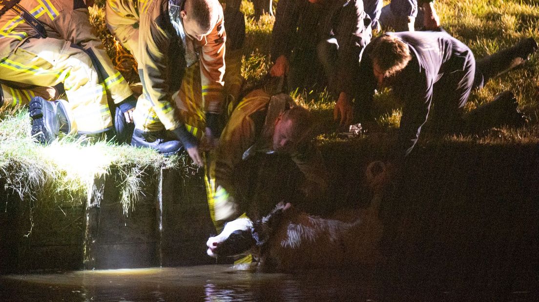 Kalf uit water