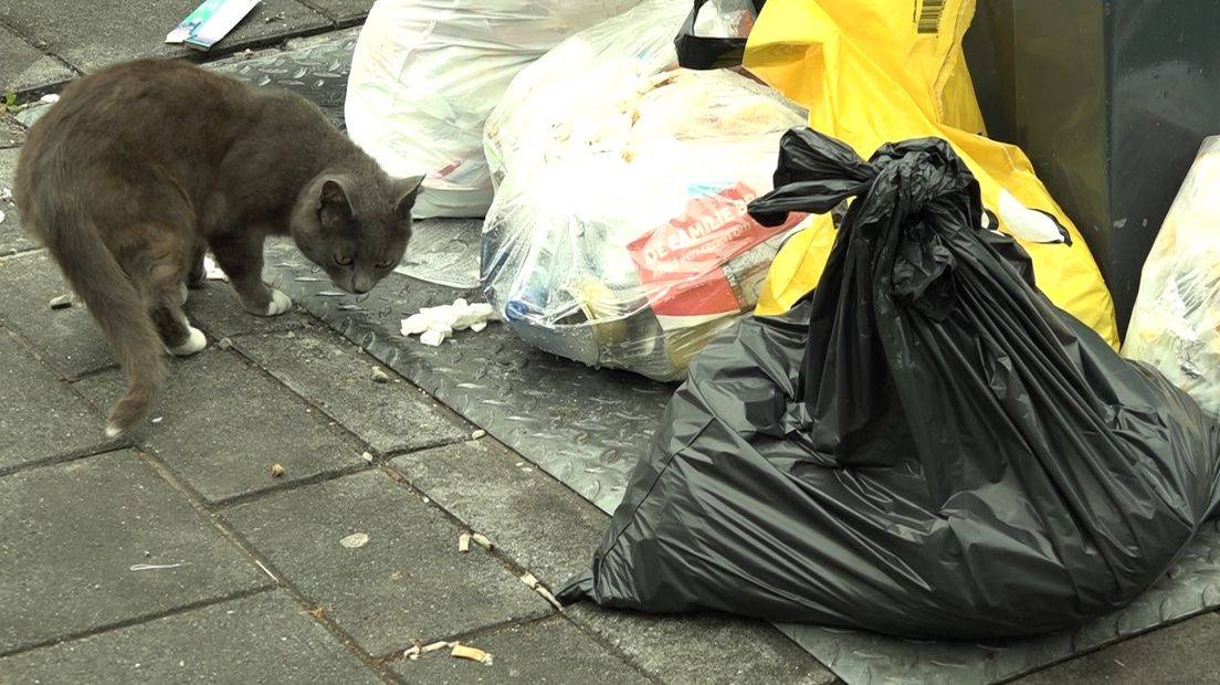 Een kat snuffelt aan afval op straat.