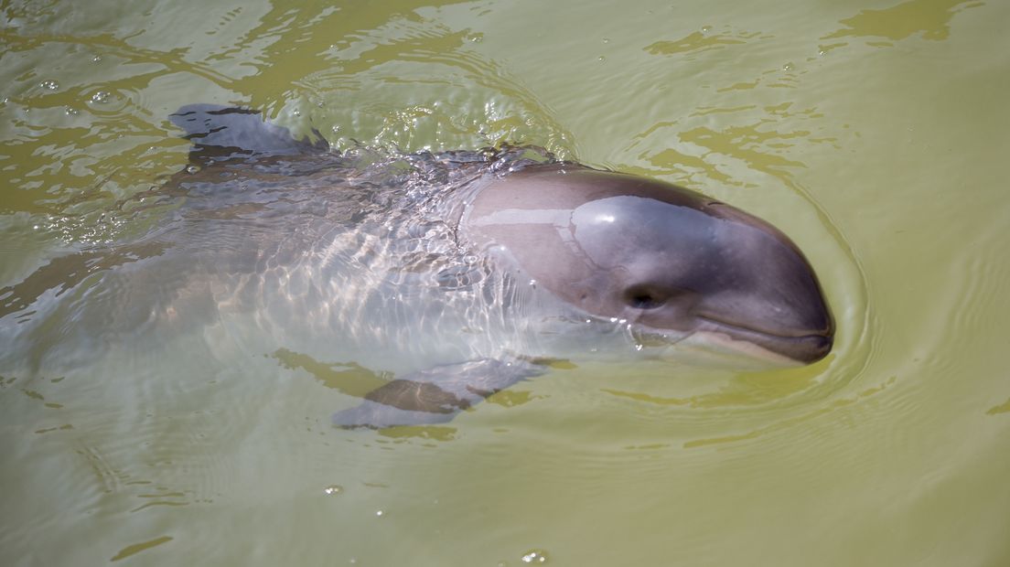 Een bruinvis in het water