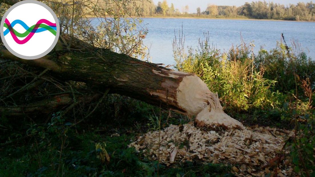 Meer dan 5000 soorten in de Gelderse Poort