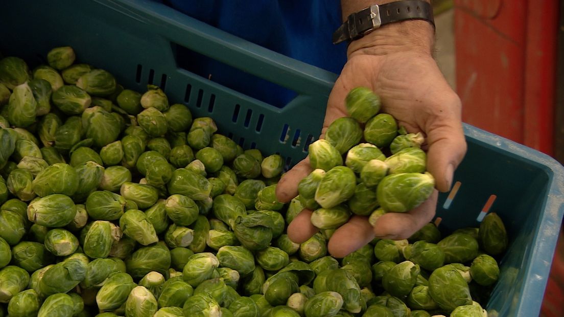 Zeeuwse spruitjes met uitsterven bedreigd (video)