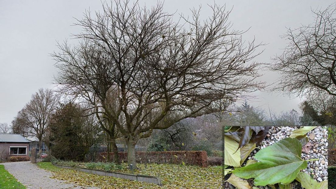 Moerbeiboom verliest in één nacht al zijn blad