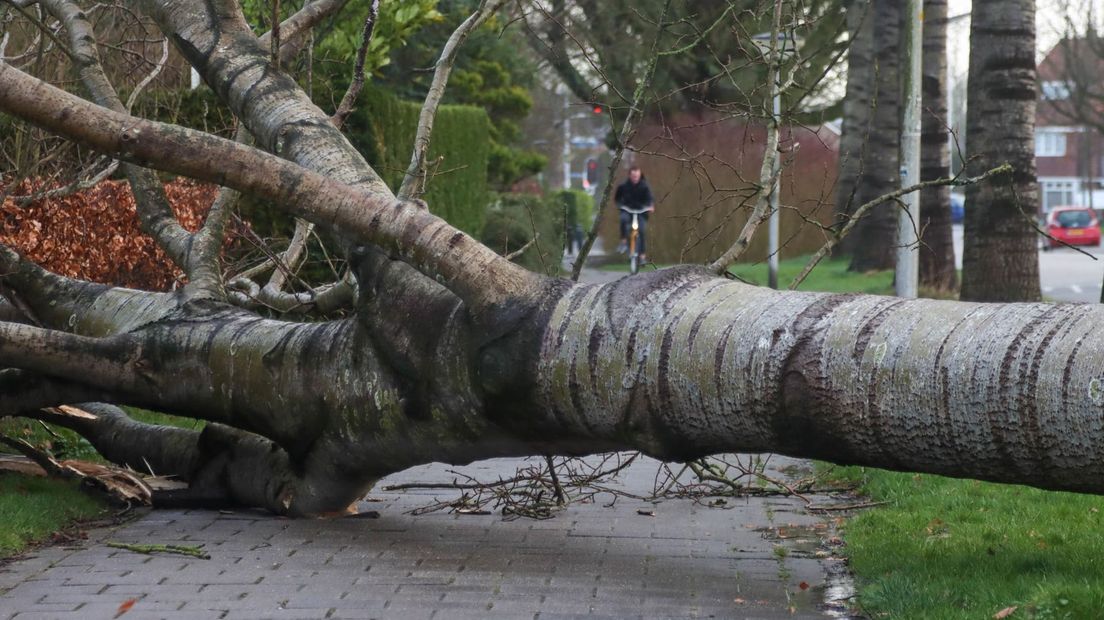 Een boom aan de Sem Dresdenstraat in Leeuwarden viel over de stoep