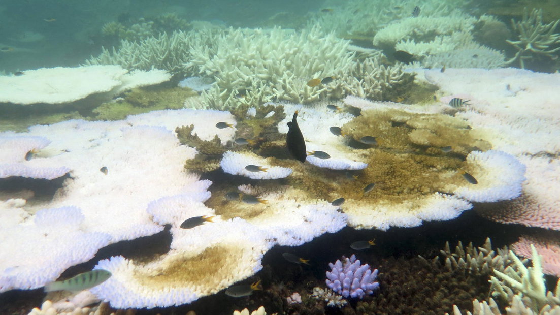Bleek koraal Great Barrier Reef