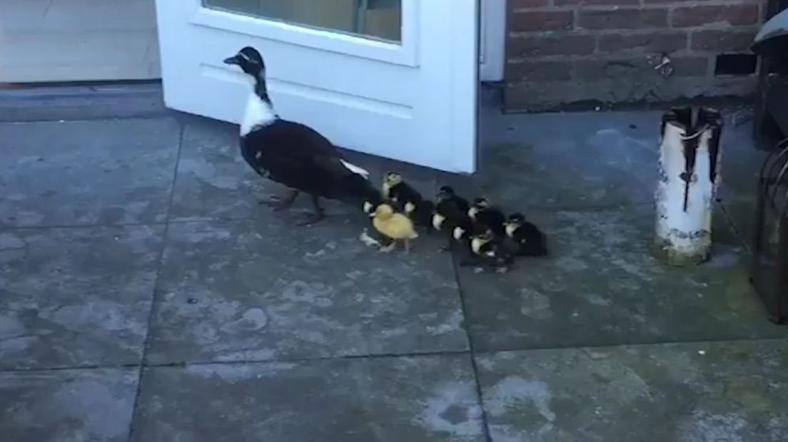 Het begint inmiddels een traditie te worden. De tuin van Caroline Verhees‏ uit Beuningen wordt gebruikt als kraamkamer. Dezelfde eend komt steeds terug om te broeden.