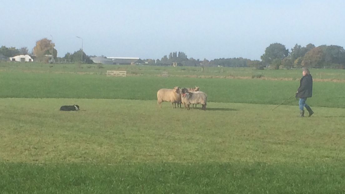 NK Schapendrijven In Assen Gewonnen Door Groninger RTV Drenthe