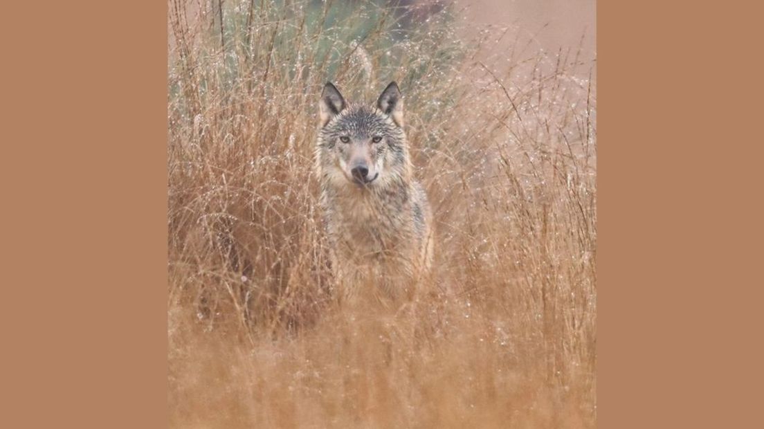 Nog één keer de foto van de wolf, omdat ie zo mooi is.