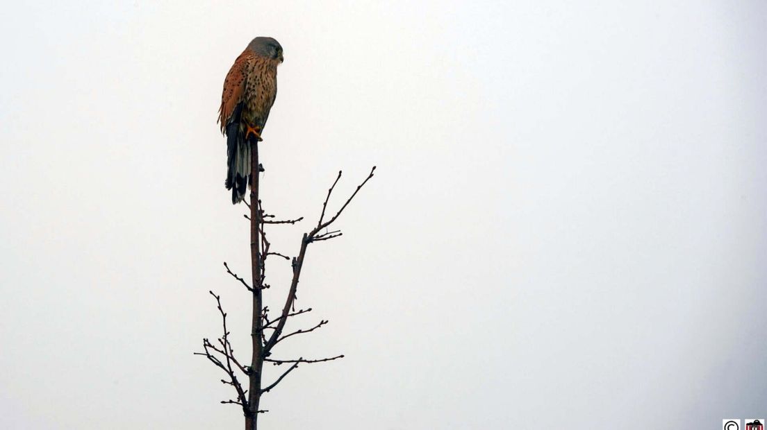 Torenvalk in de mist