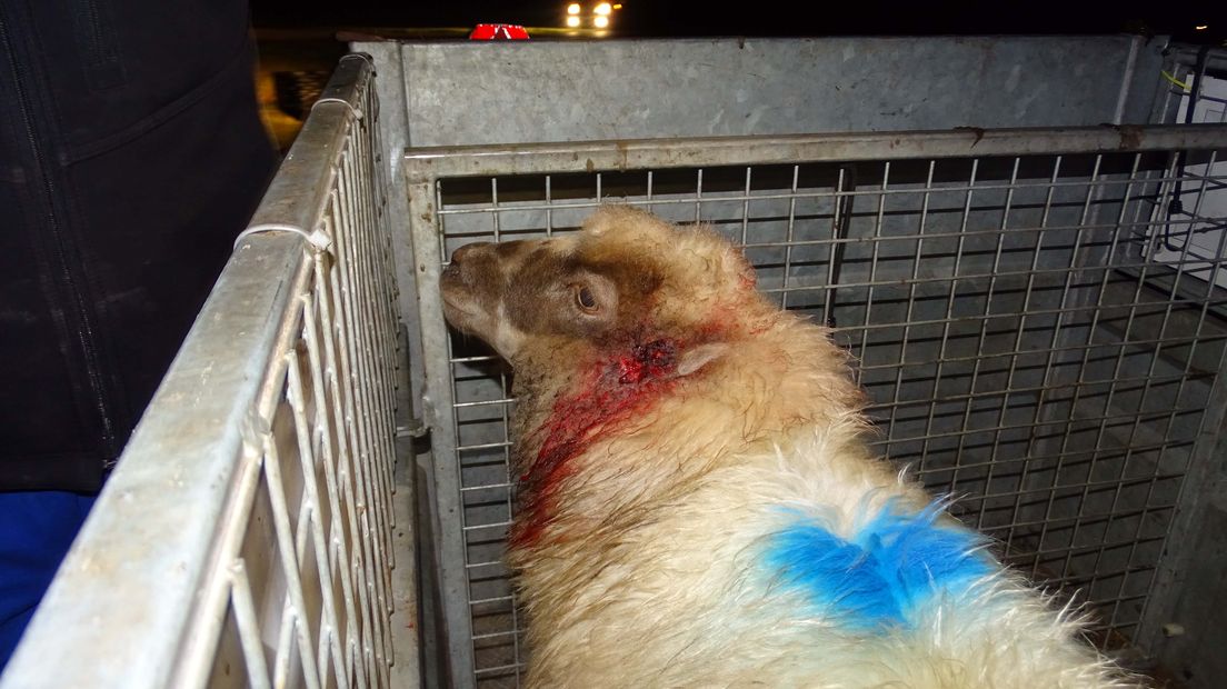 De hond doodde twee schapen en verwondde er vijftien (Rechten: Persbureau Meter)