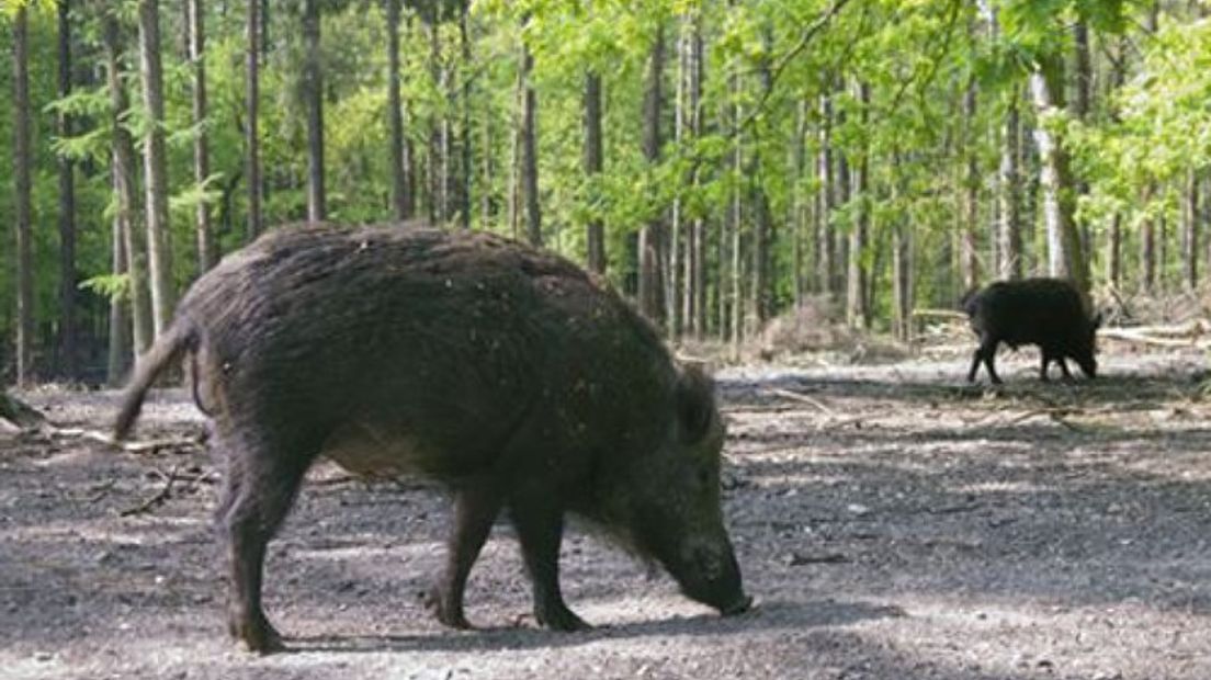 Mensen die de poorten in het wildhek rond Epe niet sluiten kunnen binnenkort beboet worden. In de nieuwe Algemene Plaatselijke Verordening (APV) staat een nieuw artikel: De in het zwartwildraster aanwezige hekken en poorten dienen na gebruik onmiddellijk te worden gesloten.