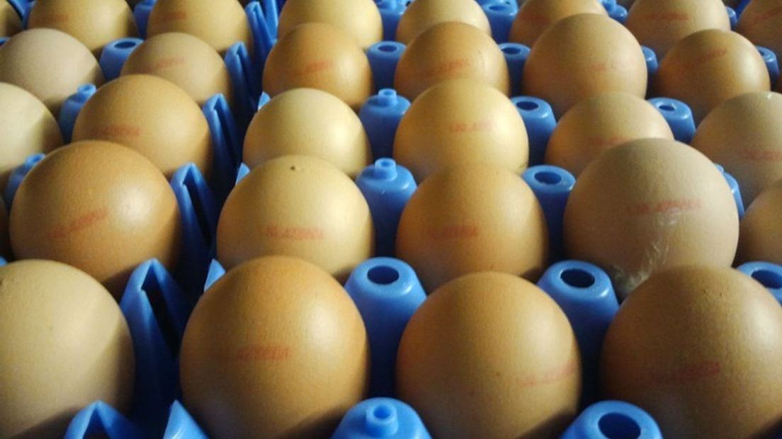 Pluimveehouders: echt balen van fipronil-eieren