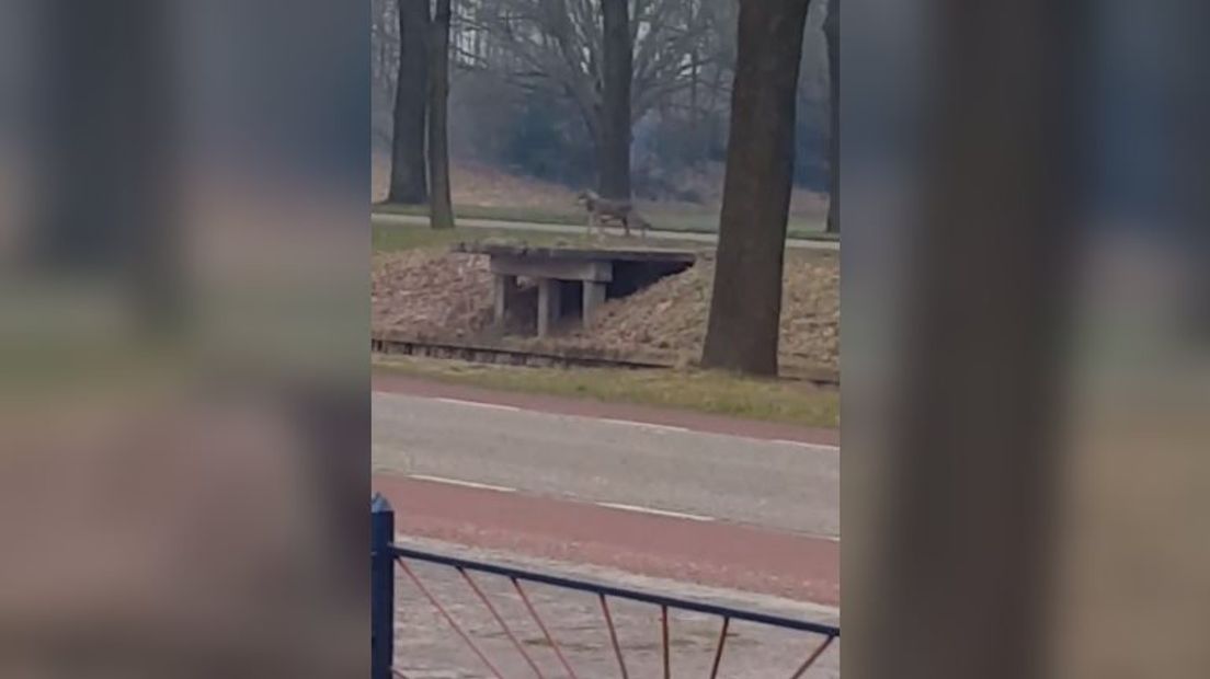 Is het een wolf of toch een hond? (Rechten: John Stap/Facebook)