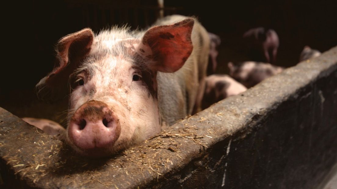 Varkens in het hok