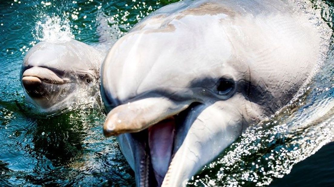 Een jonge dolfijn met haar moeder.