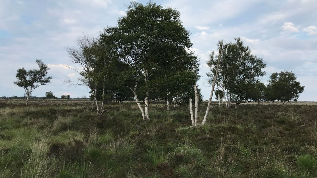 Bargerveen vergrassing