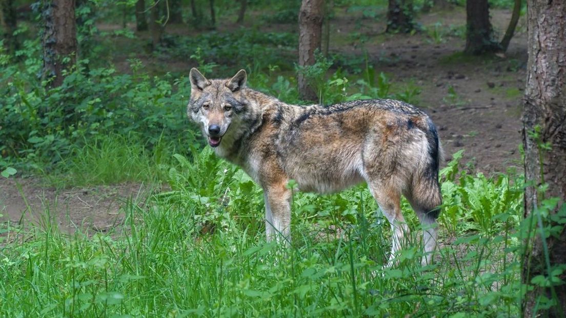 De wolf is vorige week aangetroffen langs de A50 bij Heerde.