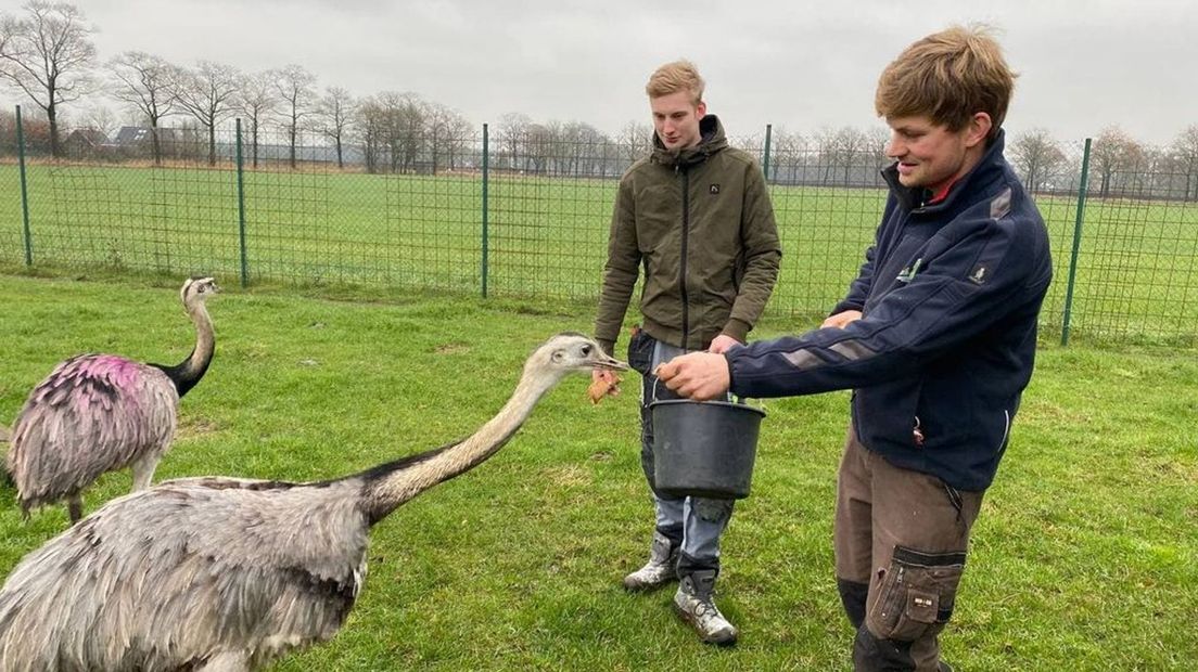 Victor Duurland (op de voorgrond) en voert zijn dieren.