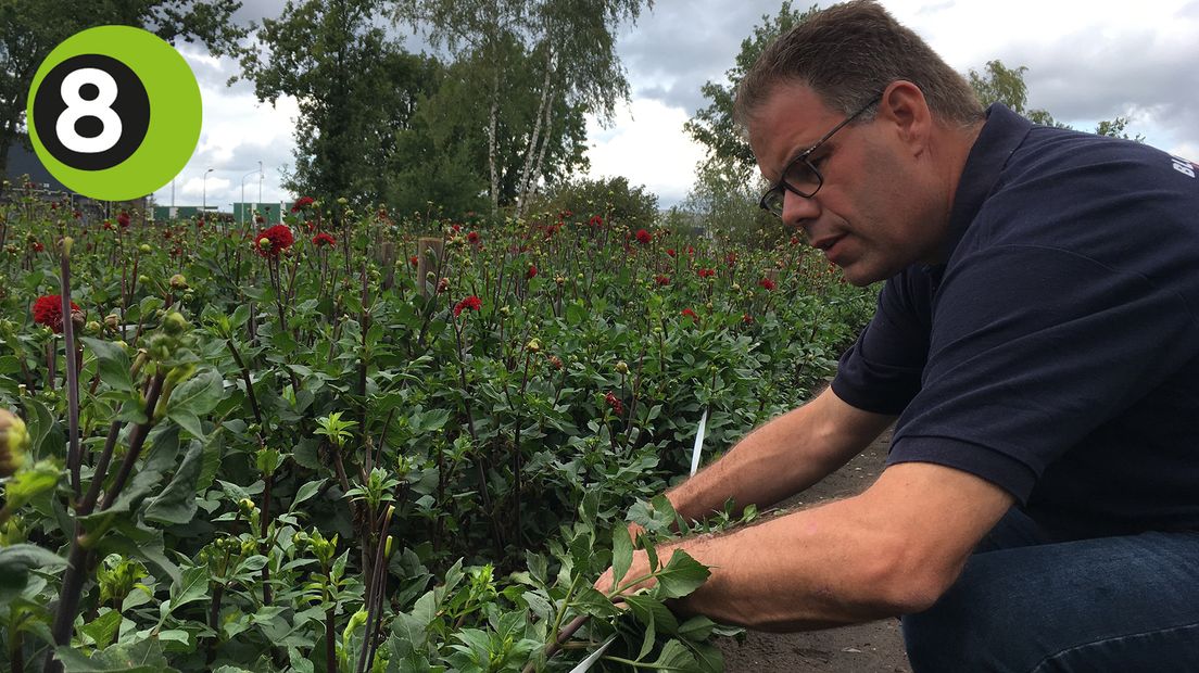 Door de hitte en droogte valt de dahliapluk voor de bloemencorso's in de Achterhoek dit jaar vies tegen. Dat is niet alleen een probleem voor wagenbouwers van de bloemencorso's, het betekent ook een strop voor de wagenbouwers in Lichtenvoorde die inkomsten mislopen uit de verkoop van de dahlia's.