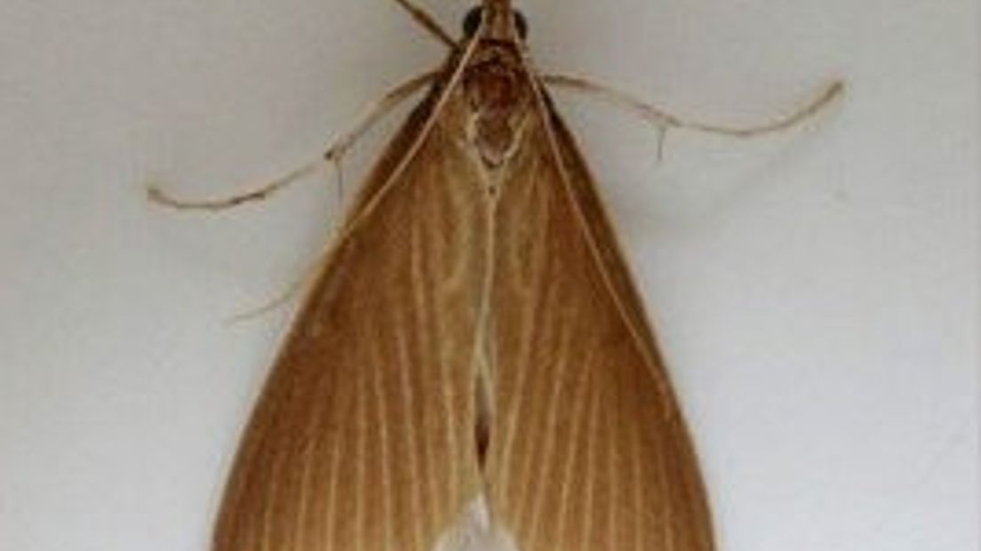 mantelmot_6ab3d0d91d335827c12578c7002c6c35.jpg