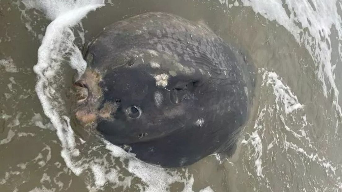 De aangespoelde maanvis op het strand van Ameland